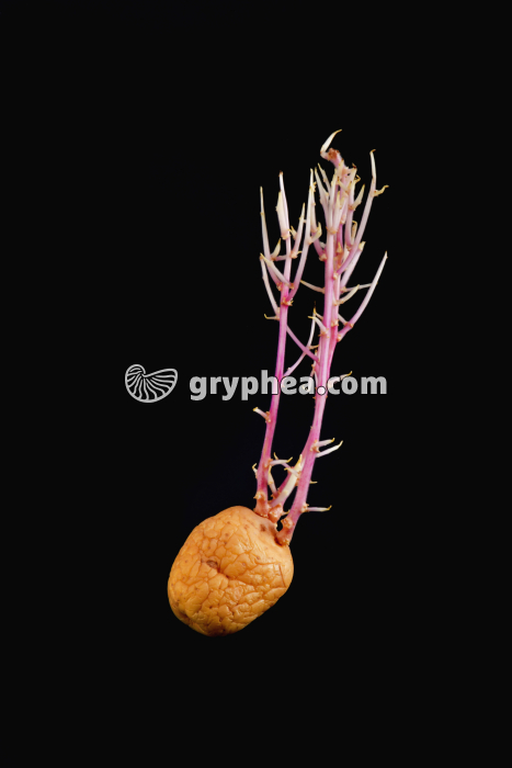 Pomme de terre germée - gryphea.com